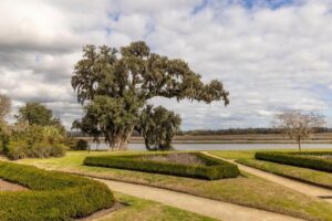Large tree draped in Spanish moss stands near a river, surrounded by manicured gardens and pathways under a cloudy sky.