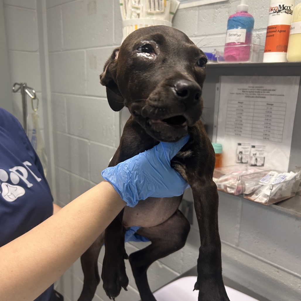 A person in blue gloves holds a small brown puppy in a veterinary setting.