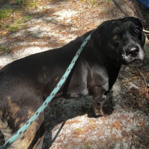 A black dog with a teal leash stands on a sandy path, looking curiously at the camera.