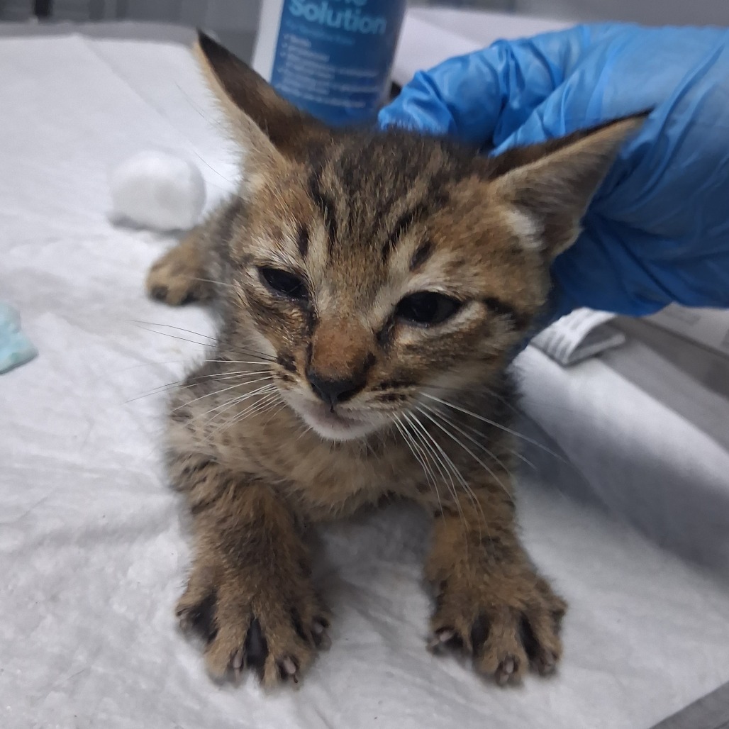 A small tabby kitten is being gently held by a gloved hand on a medical table.