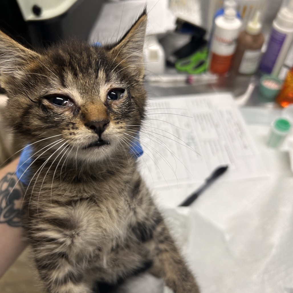 A person holds a small, distressed kitten with watery eyes in a veterinary setting.