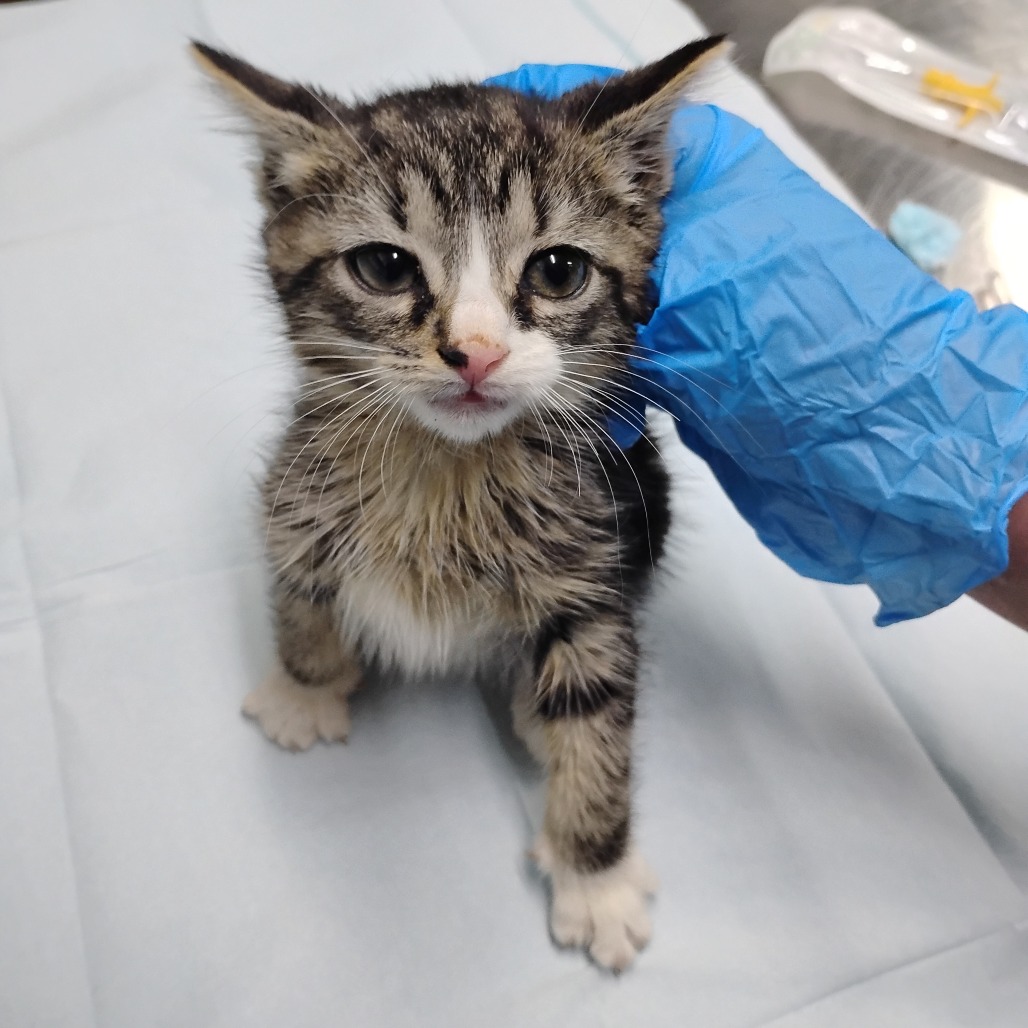 A small tabby kitten sits on a table, being gently held by a person wearing a blue glove.