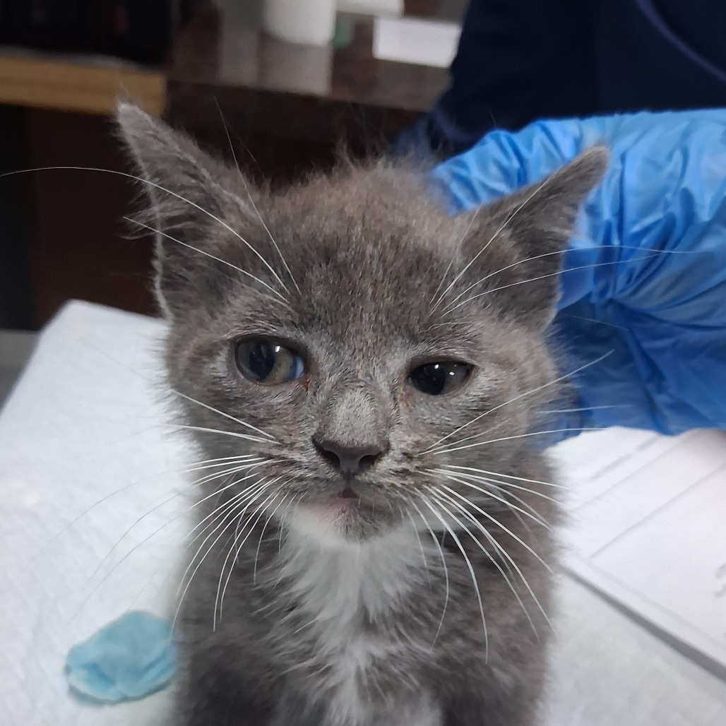A gray kitten with white markings sits on a table, while a gloved hand is nearby.