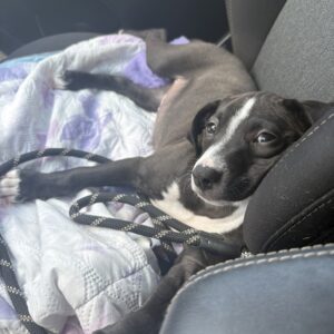 A black and white puppy relaxes on a blanket in a car, with a leash nearby.