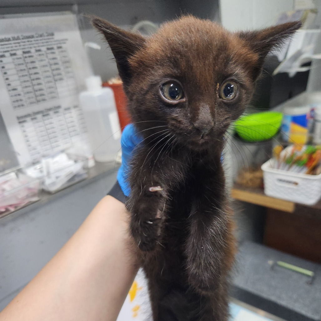 A person holds a small, dark brown kitten in a veterinary setting. The kitten looks curious and alert.