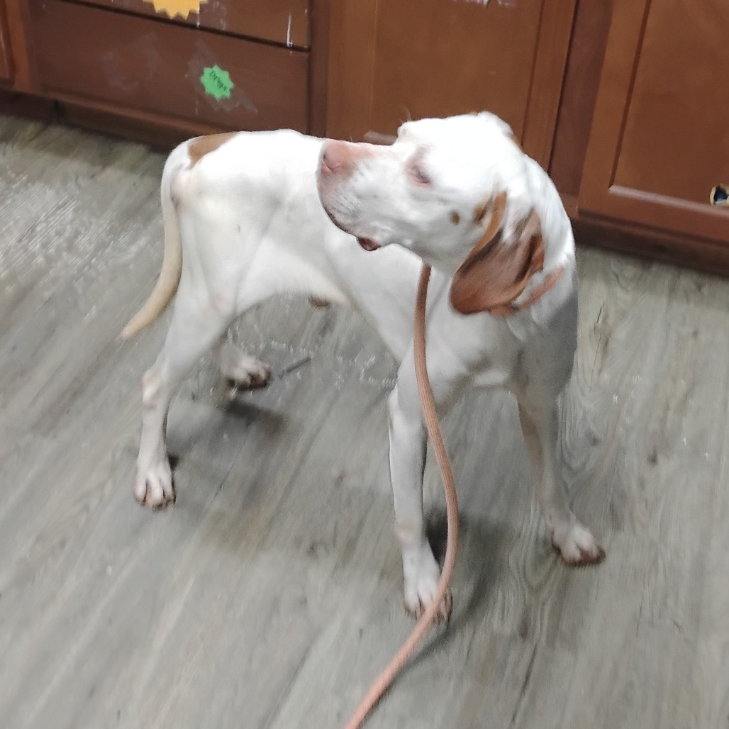 A white dog with brown spots stands on a wooden floor, looking back while attached to a leash.