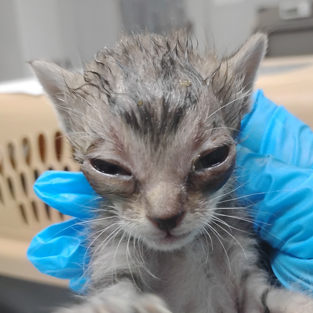 A person in blue gloves holds a wet, distressed kitten with swollen eyes.