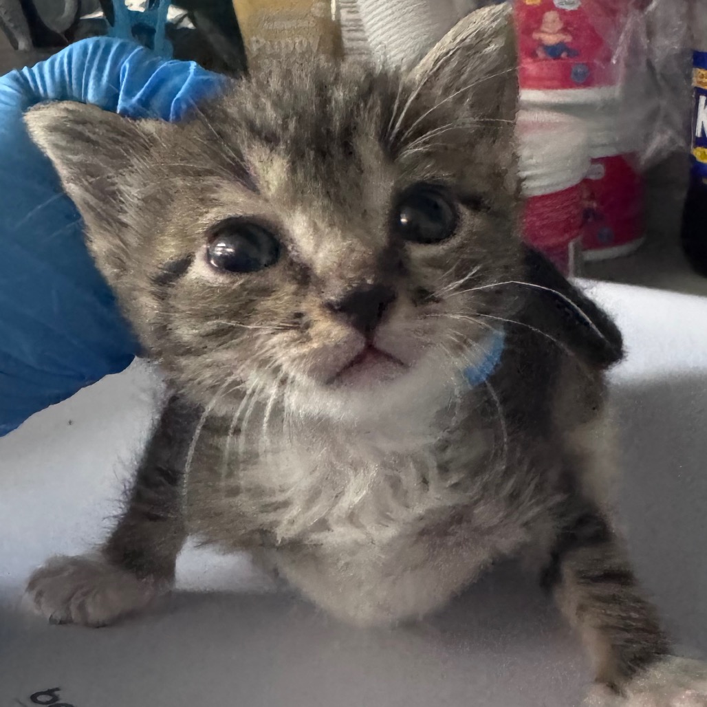 A small, gray tabby kitten with big eyes is being gently held by a person wearing a blue glove.