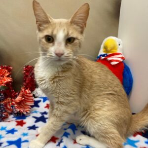 A light orange cat sits on a blue and white star-patterned blanket near a stuffed eagle toy.