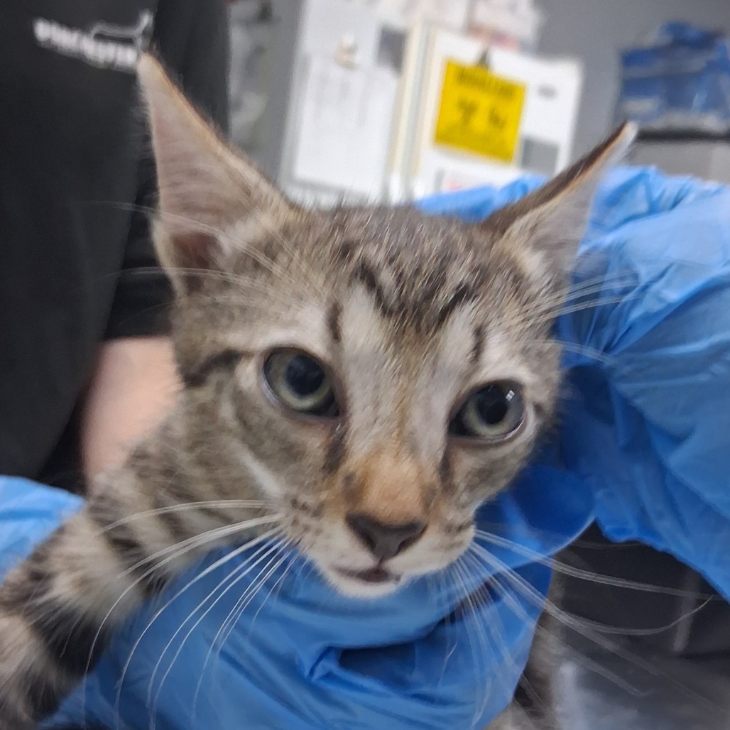 A person in blue gloves holds a close-up of a tabby kitten.