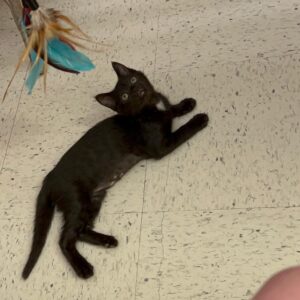 A black kitten lies on a tiled floor, looking up curiously. A colorful feather toy is nearby.