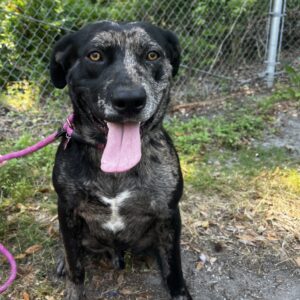 A black dog with a brindle pattern sits outdoors, tongue out, wearing a pink leash.