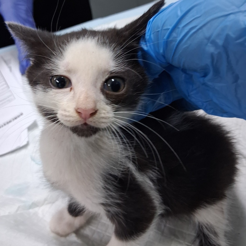 A small black and white kitten looks up, while a gloved hand gently touches its head.