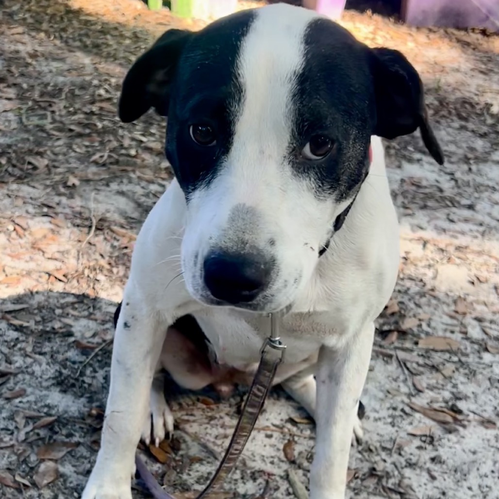 A black and white dog sits on the ground, looking directly at the camera with a leash attached.