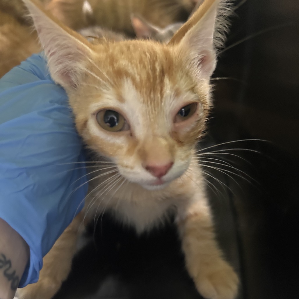 A person in a blue glove holds a small orange kitten with one eye partially closed.