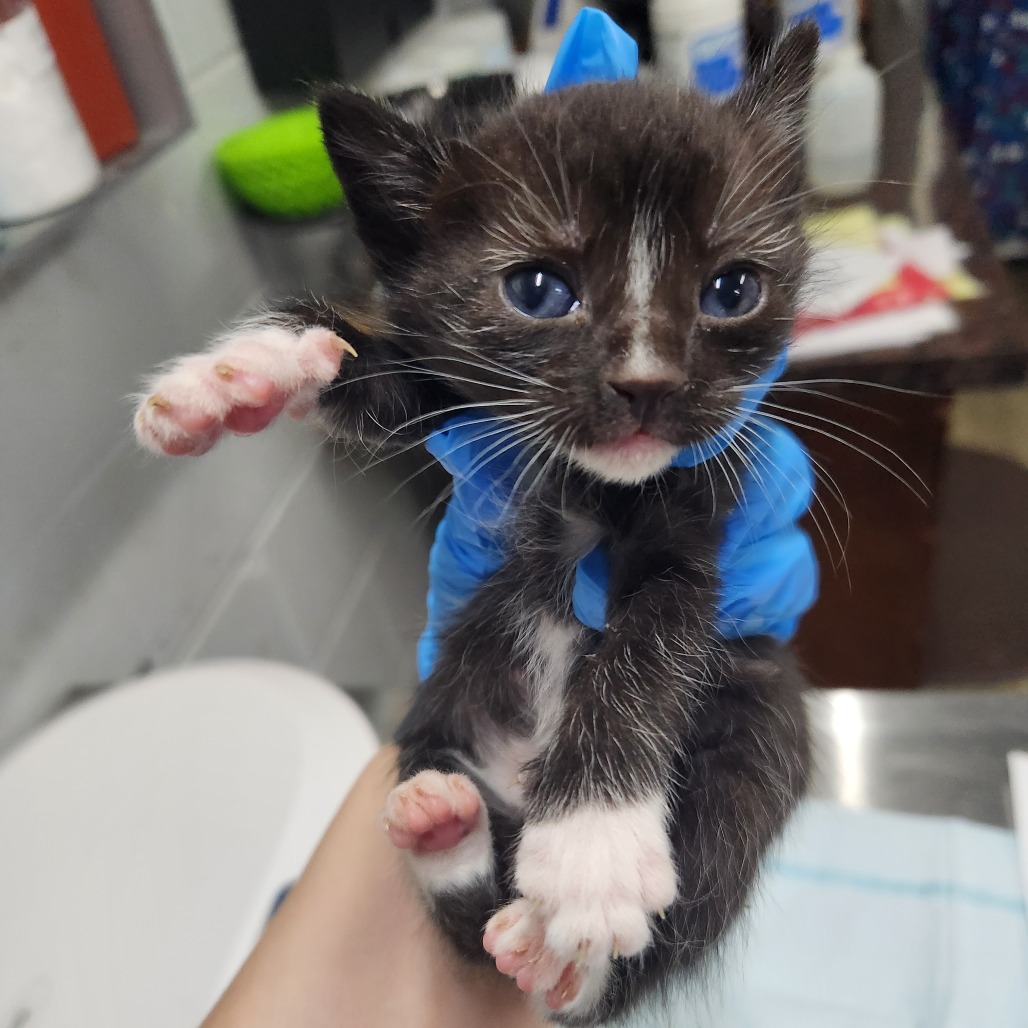A person holds a small black and white kitten wearing a blue outfit, with its paw raised.