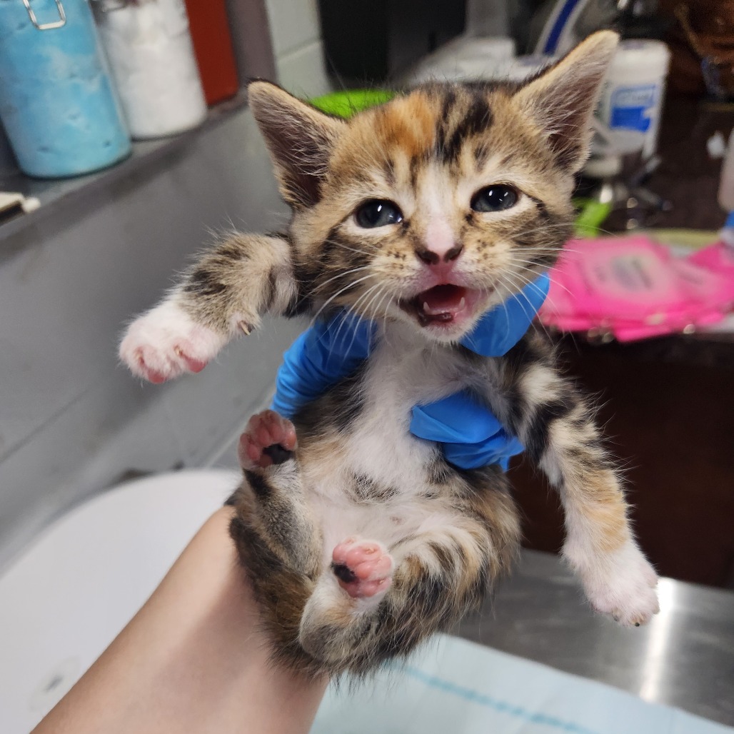 A person holds a calico kitten, which appears to be meowing, in a veterinary setting.