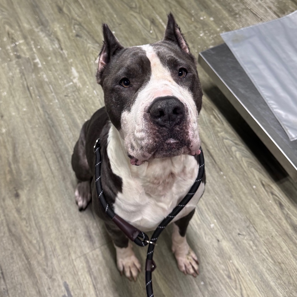 A gray and white dog sits on a wooden floor, wearing a harness and looking attentively at the camera.