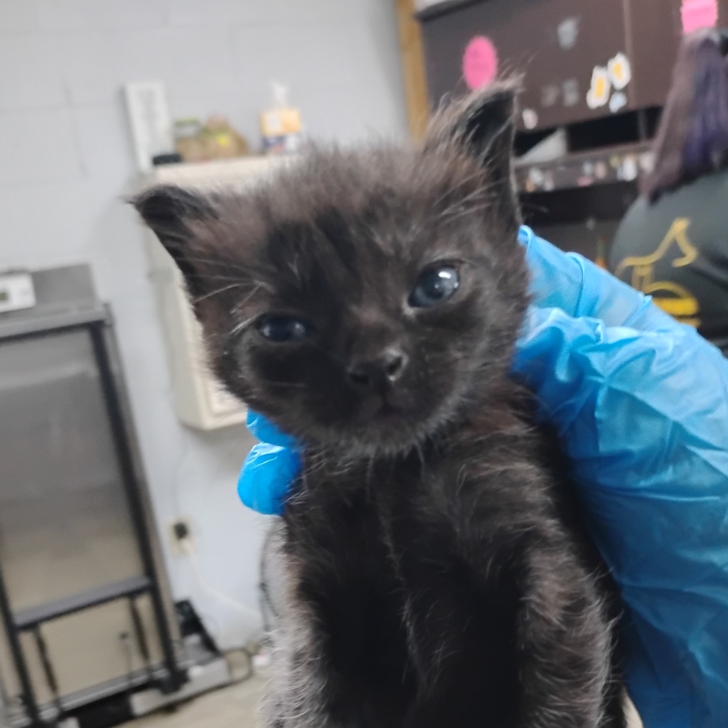 A person in blue gloves holds a small black kitten with bright blue eyes.