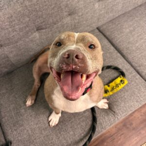 A happy dog sits on a gray couch, tongue out and tail wagging, with a leash nearby.