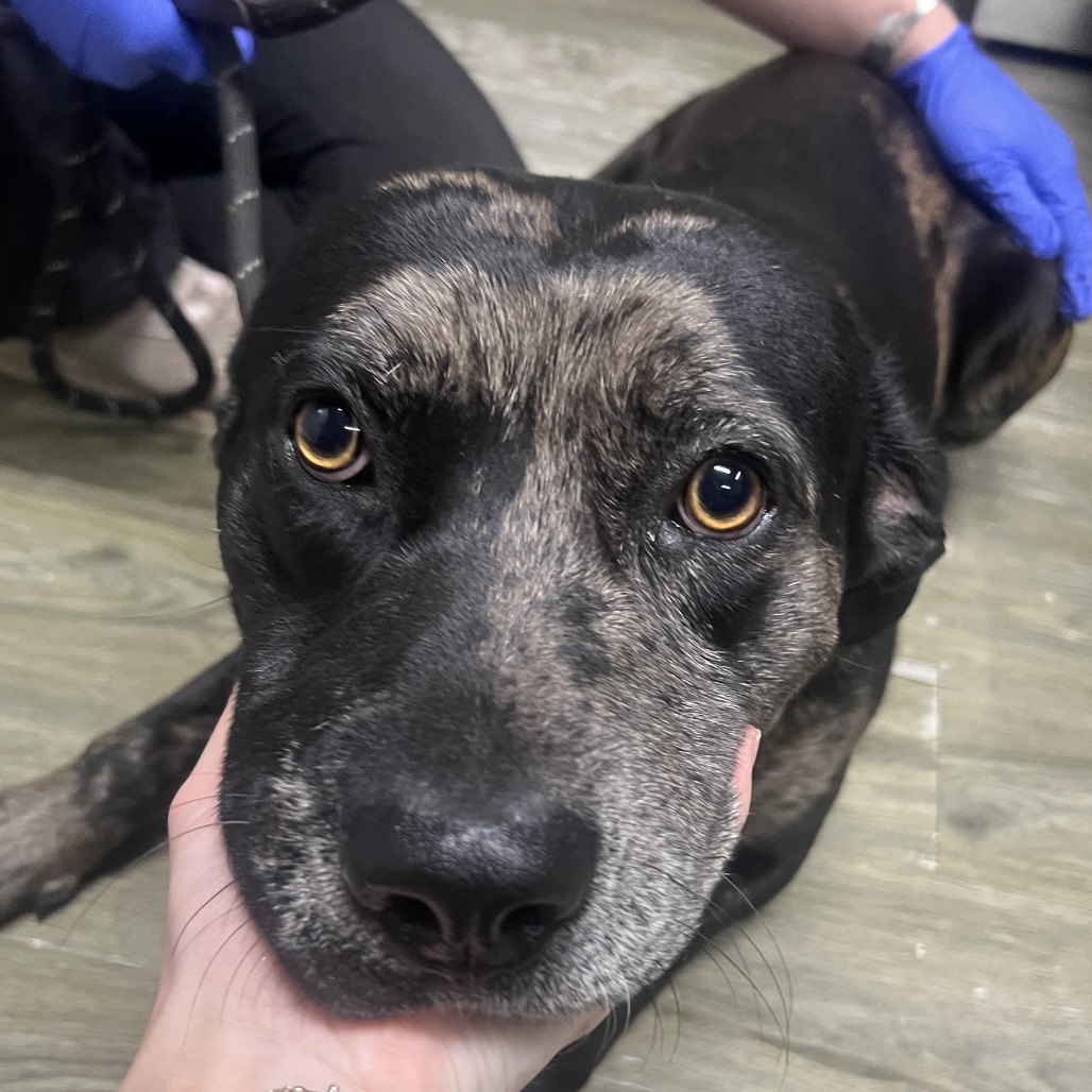 A close-up of a dog's face being gently held by a person's hand. The dog has dark fur with a brindle pattern.