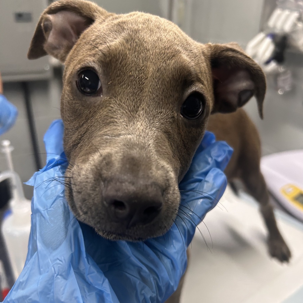 A person in blue gloves gently holds a puppy's face, focusing on its curious expression.