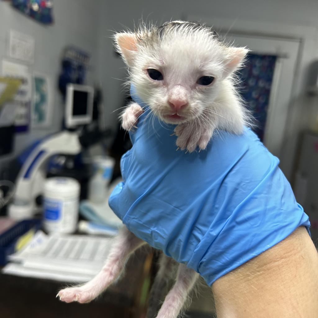A person in a blue glove holds a small, wet white kitten in a veterinary setting.