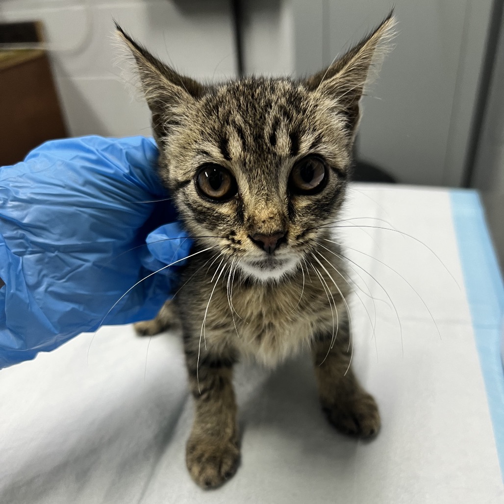 A person in a blue glove gently holds a small tabby kitten on a table.