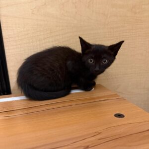 A small black kitten sits on a wooden surface, looking curiously at the camera.