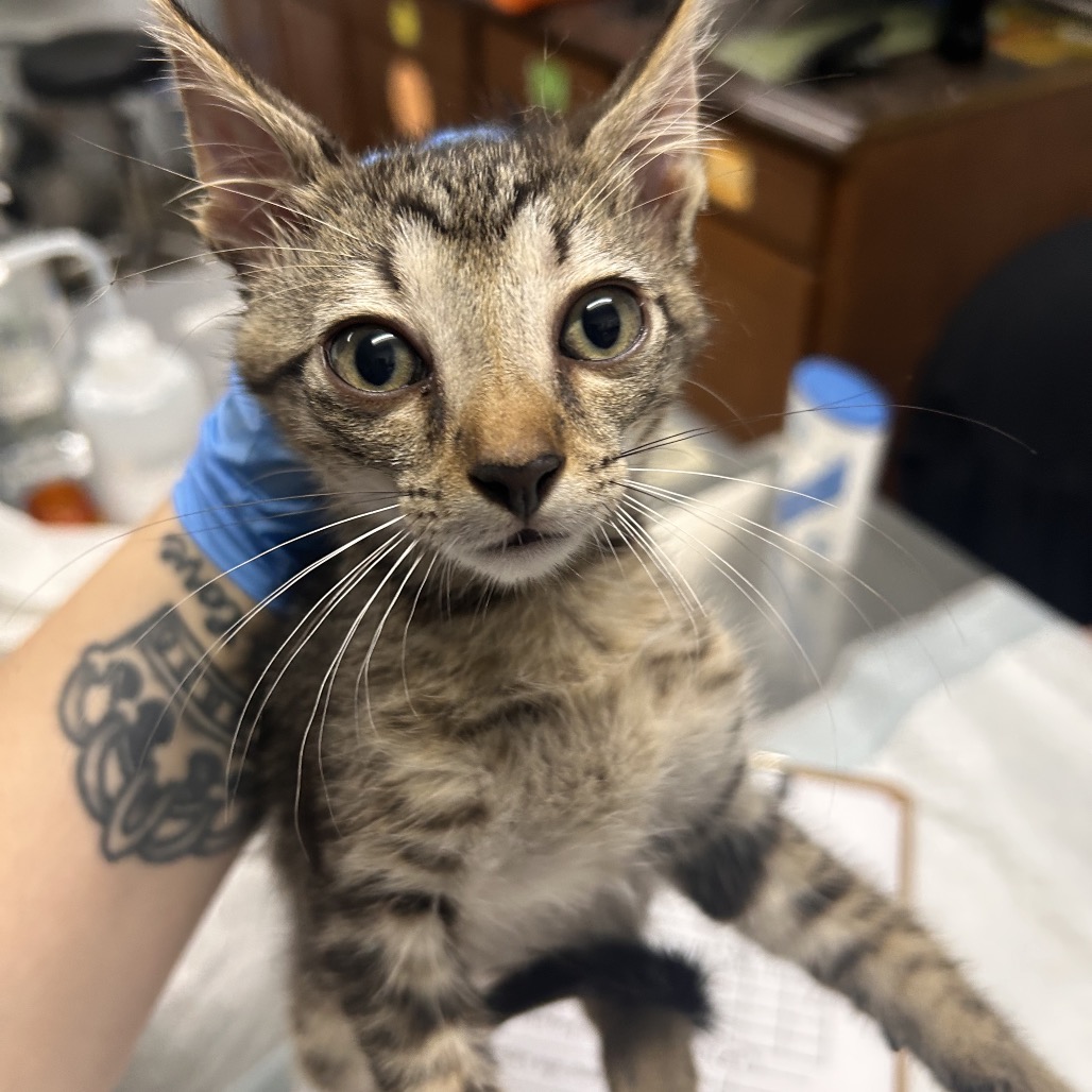A person holds a curious tabby kitten with large eyes in a veterinary setting.