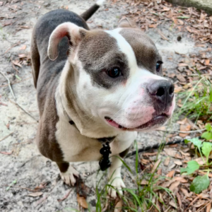 A brown and white dog stands on a sandy path, looking curiously at the camera.