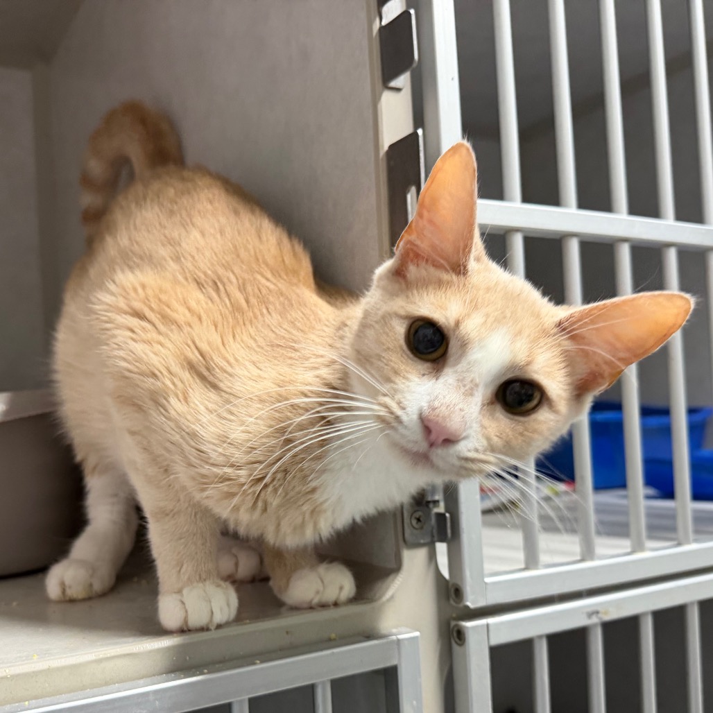 A light orange cat peeks out from a shelter cage, looking curiously at the camera.