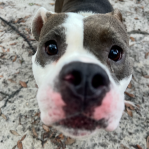 A close-up of a gray and white dog with a curious expression, looking directly at the camera.