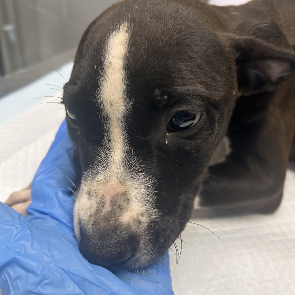 A close-up of a brown and white puppy resting its head on a gloved hand.