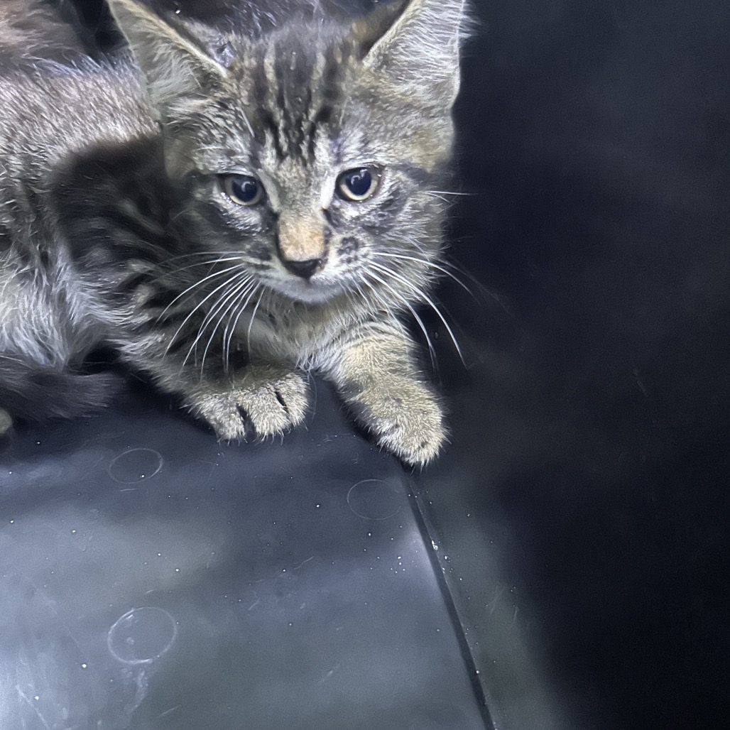 A small, striped kitten sits on a dark surface, looking curiously at the camera.