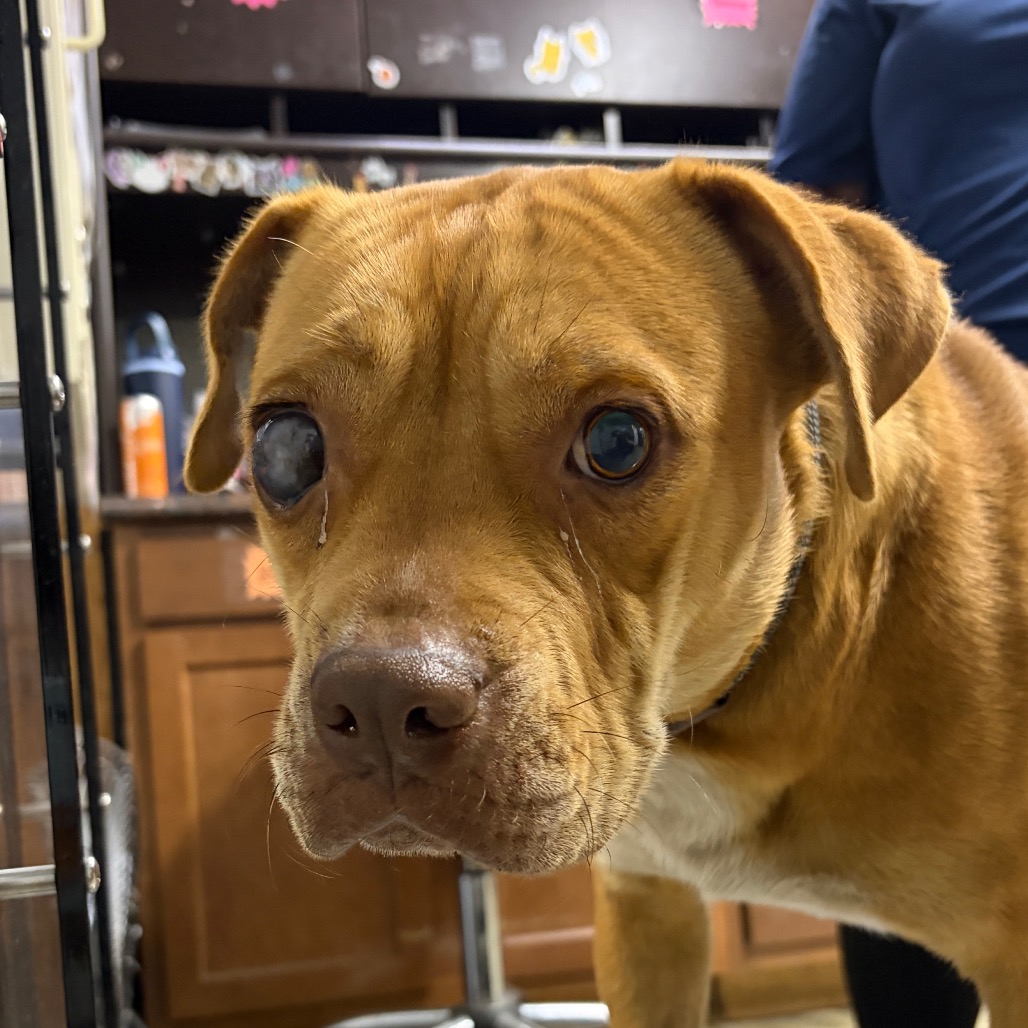 A brown dog with one eye and tears stands in a room with wooden cabinets and a person in the background.