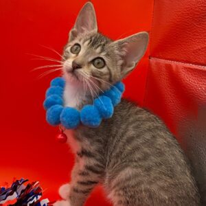 A playful gray kitten wears a blue felt collar and looks up curiously against a bright red background.