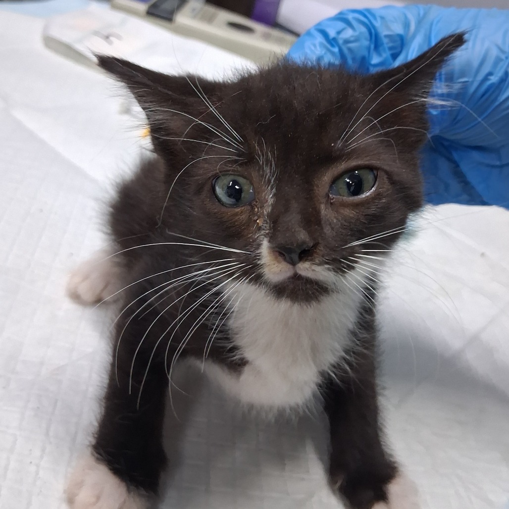 A small black and white kitten with large eyes sits on a white surface, looking curiously at the camera.