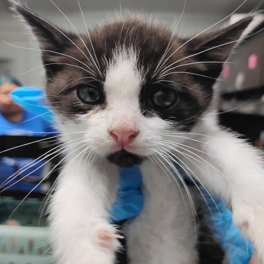 A close-up of a black and white kitten being held, with a blue collar visible. Background shows people in blue attire.