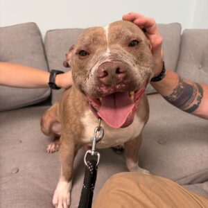 A smiling dog sits on a couch, with hands gently petting its head.