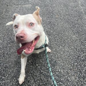 A happy dog with a light coat and blue eyes sits on a paved surface, tongue out and tail wagging.