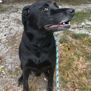 A black dog sits on a gravel path, looking up with a relaxed expression and a leash attached.