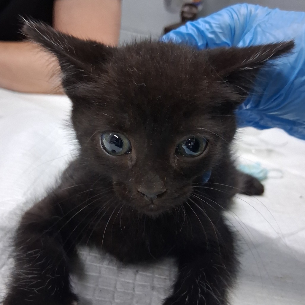 A small black kitten with large eyes is being held by a person wearing a blue glove.