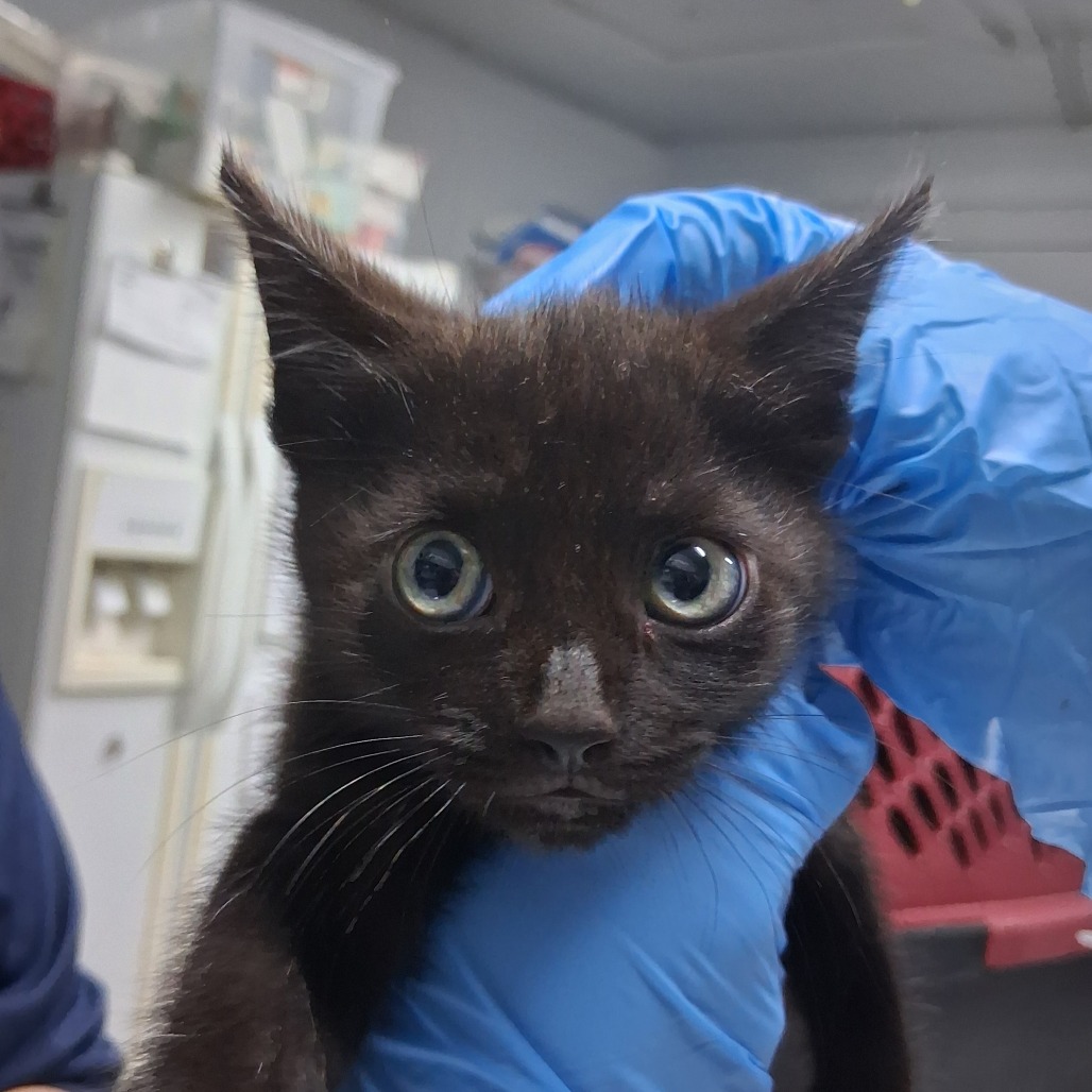 A person in blue gloves holds a black kitten with large eyes, surrounded by a blurred background.