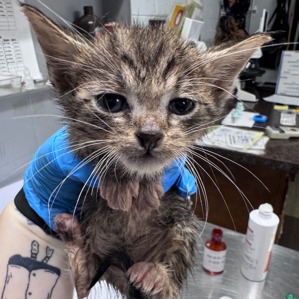 A wet kitten is held by a person in a blue shirt, surrounded by veterinary supplies.