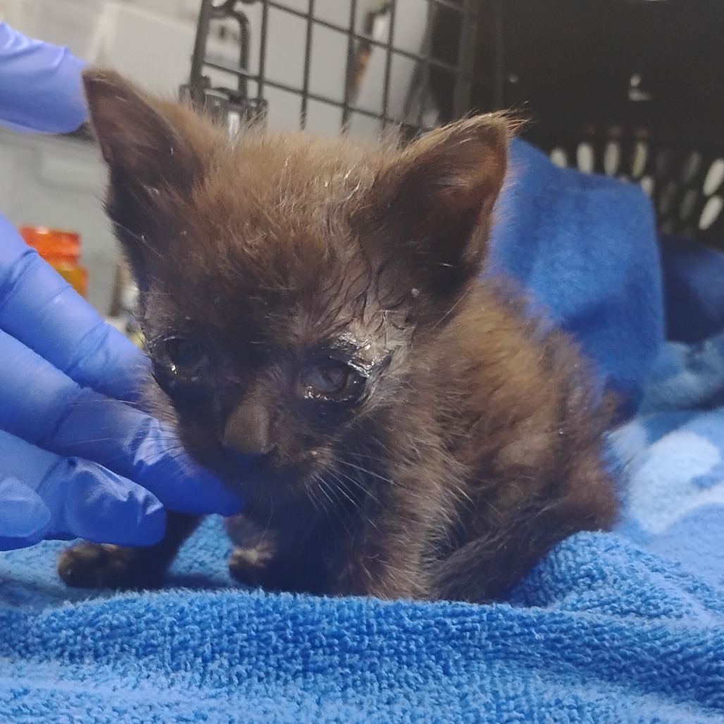 A small, dark kitten with watery eyes is being gently touched by a gloved hand on a blue towel.