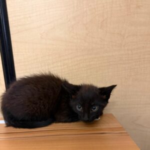 A small black kitten curls up on a wooden surface, looking curiously at the camera.