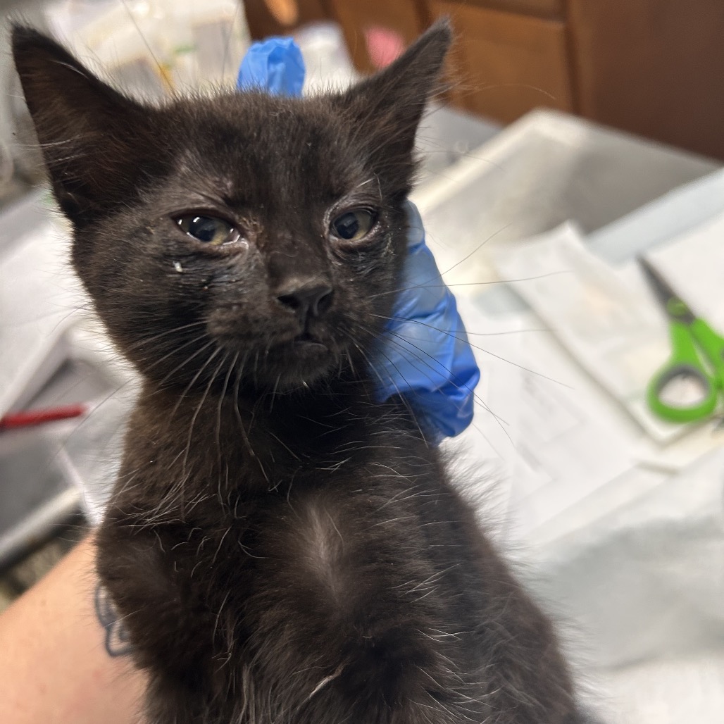 A black kitten with watery eyes is held by a person wearing a blue glove.