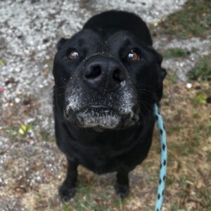 A black dog with a gray muzzle looks up, wearing a blue leash, surrounded by grass and gravel.