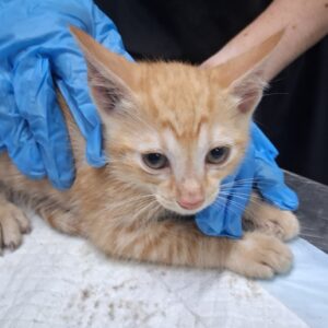 A small orange kitten rests on a table, while a person in blue gloves gently holds it.